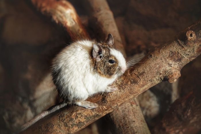 Degus på en gren