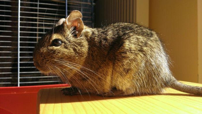 Degu i bur