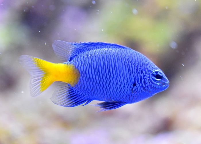 Fisk i et akvarium med grumset vand.