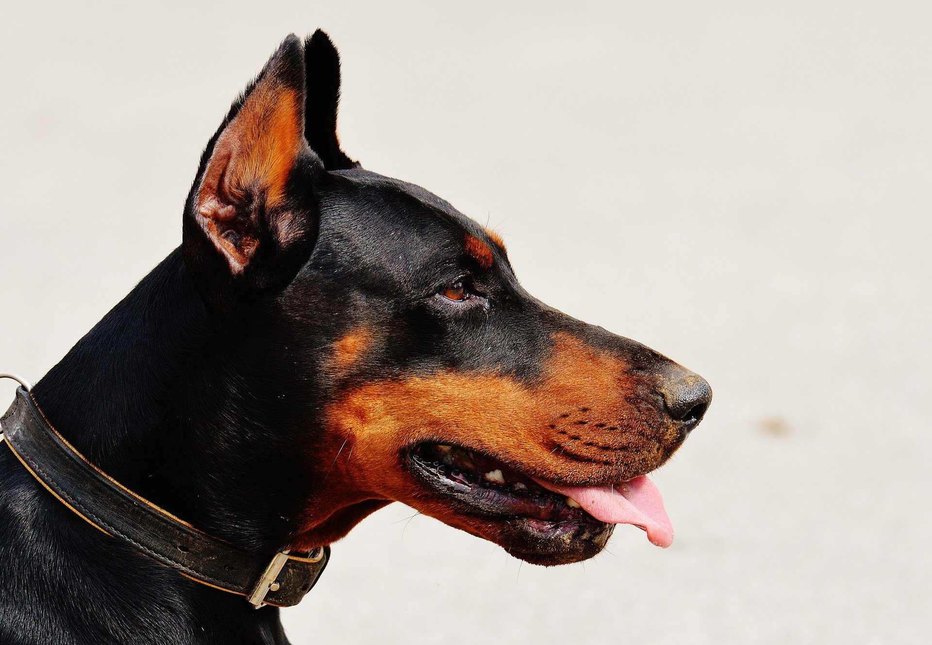 Tidligere var det almindeligt at kontrollere Dobermanns ører og hale. I dag er denne procedure forbudt i mange lande, herunder Tyskland.