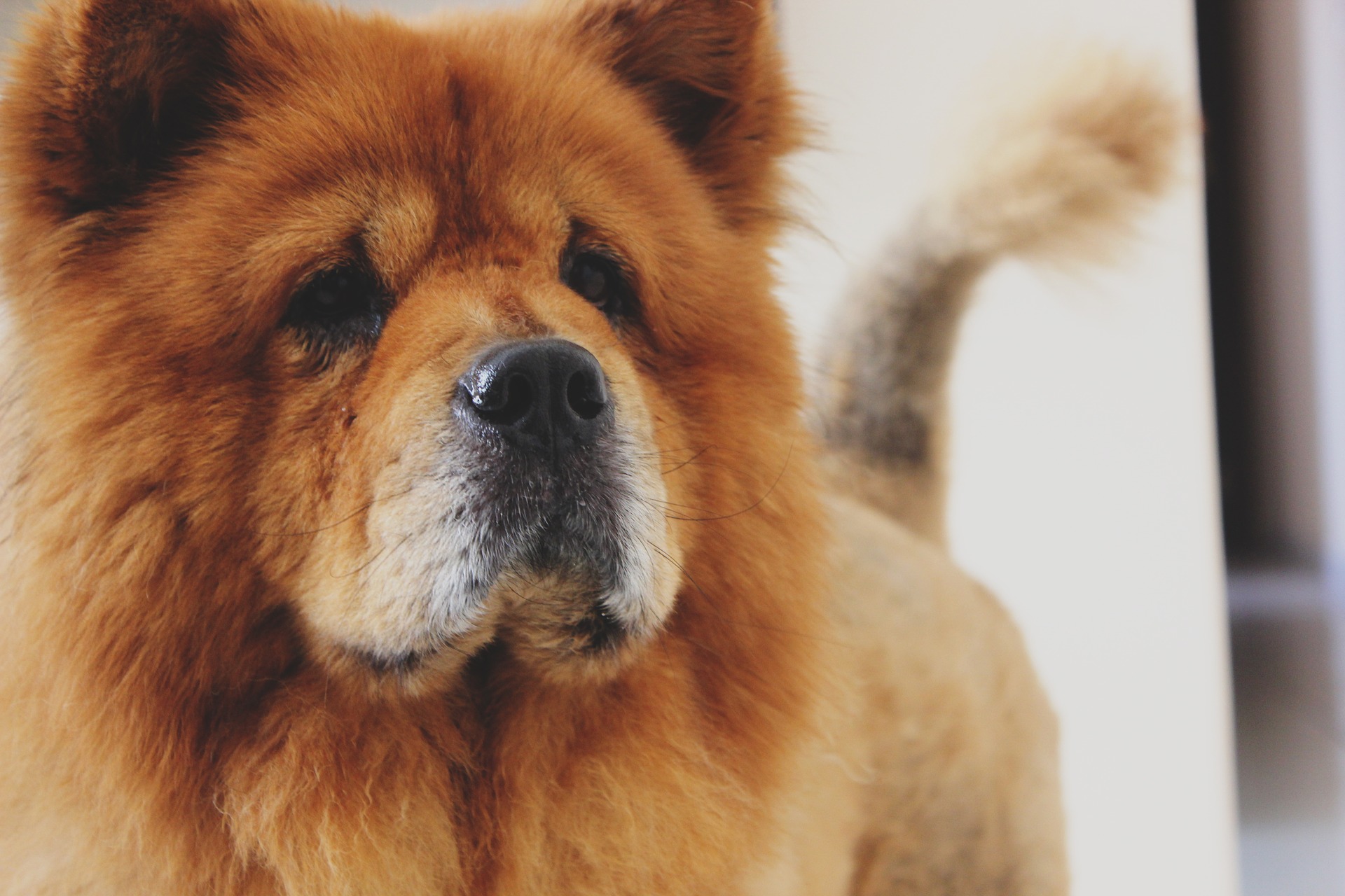 Chow-Chow er som en stor bamse, der ikke er ude efter meget bevægelse. Han har et stærkt temperament og anbefales ikke til begyndere.
