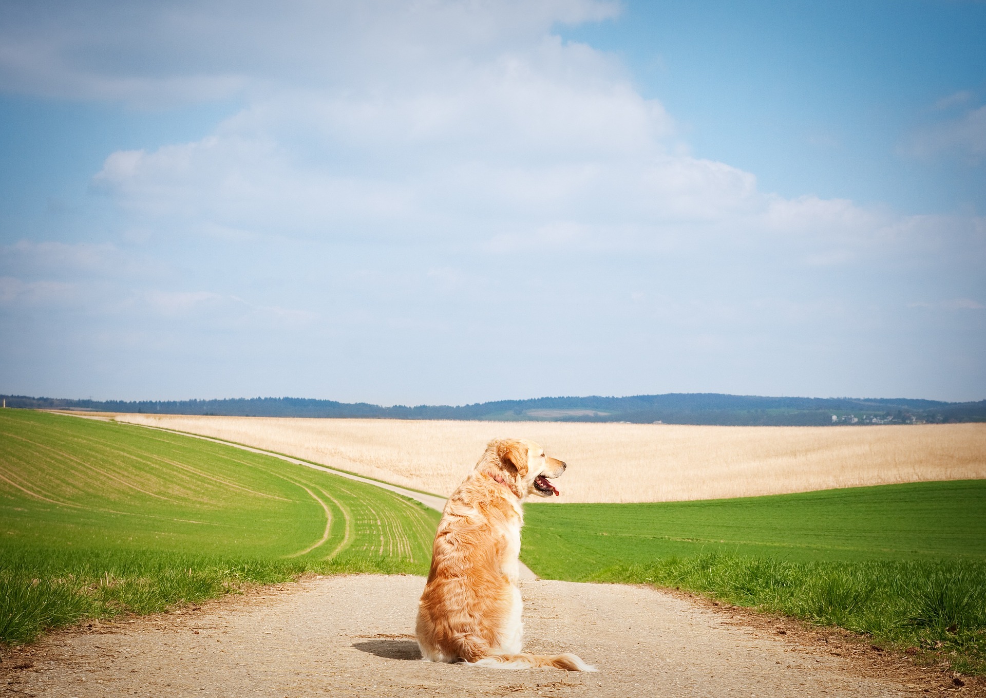 Hunde køler ned ved at gabe og har kun en ubetydelig mængde svedkirtler på nogle steder, f.eks. på fodsålerne. Derfor er det meget vigtigt at give dem skygge og masser af vand at drikke på varme dage.
