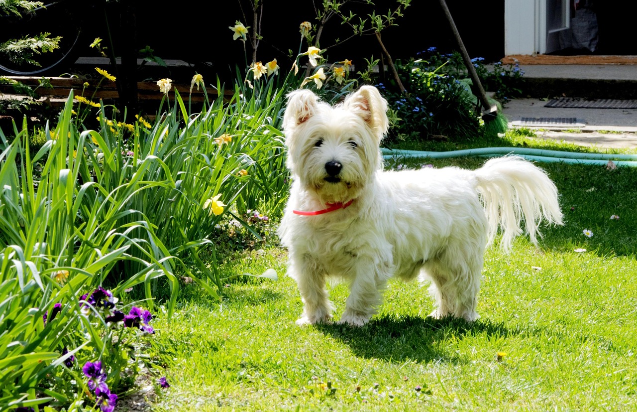 Hvid westie i fuld pels med lang hale.