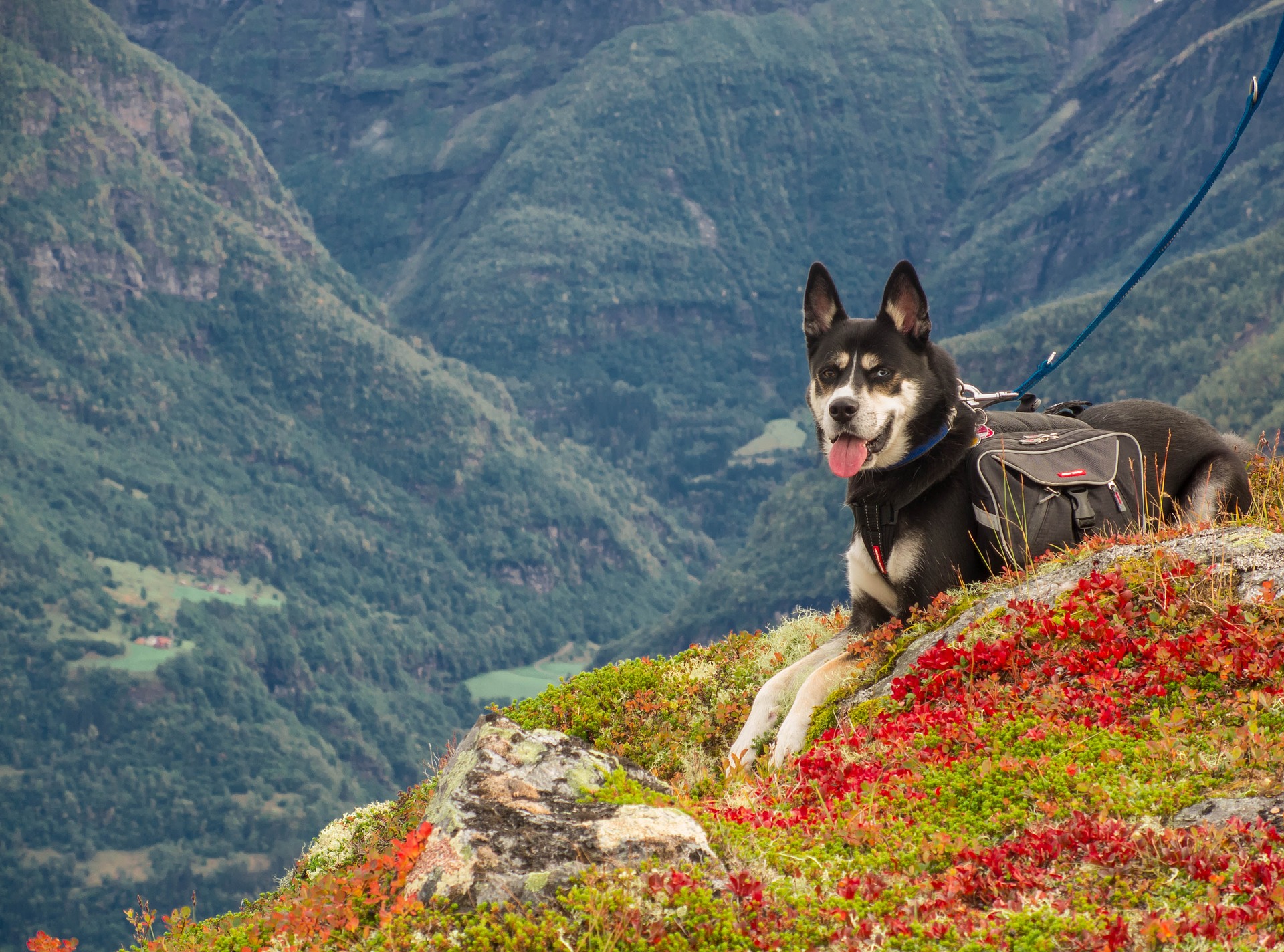 Hunden skal også beskyttes mod lopper og flåter med et præparat anbefalet af en læge (f.eks. spot-on dråber eller et specielt halsbånd).