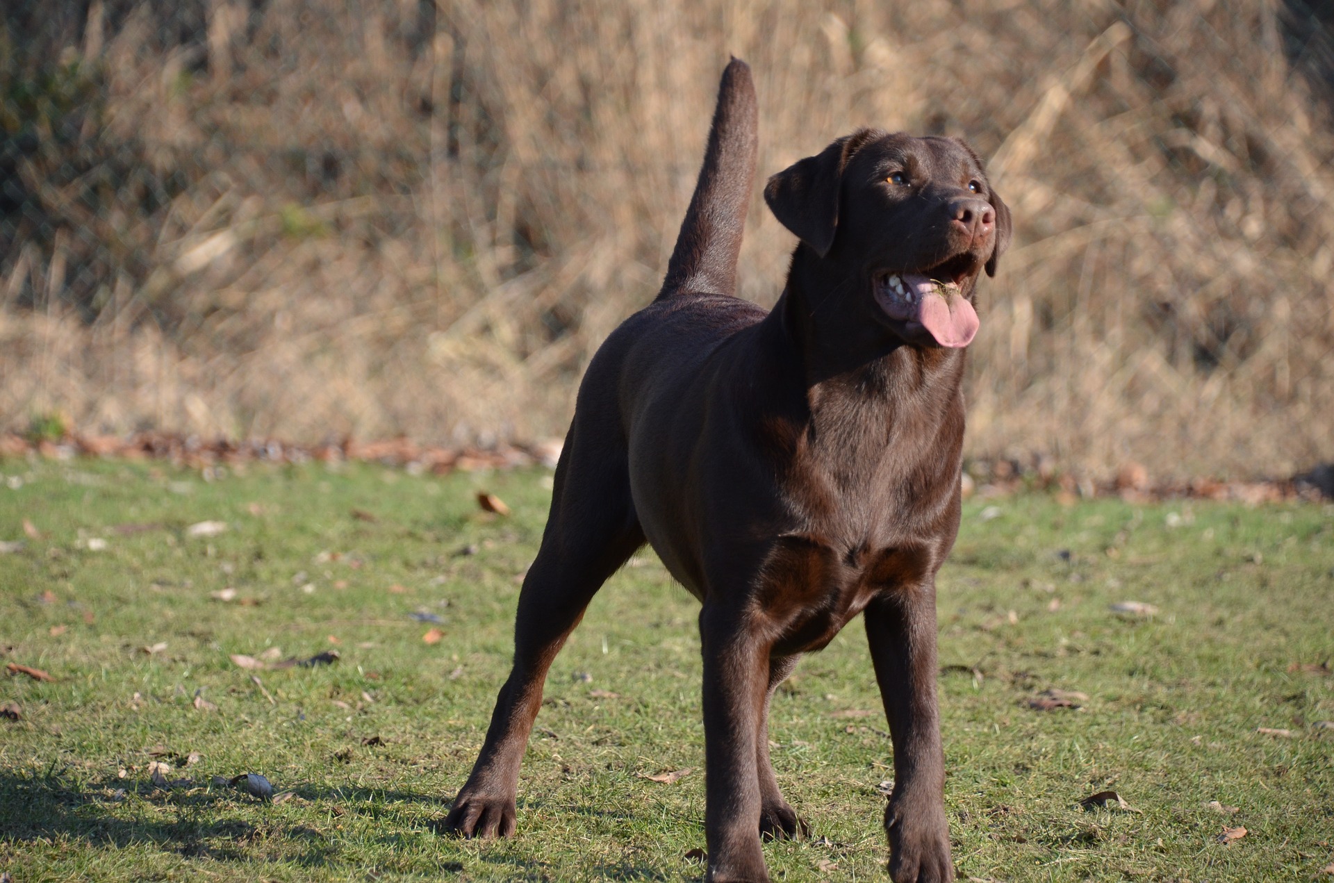 Labrador Retriever elsker at arbejde med mennesker og er ideel som redder, omsorgsperson, hjælper og endda som politihund.
