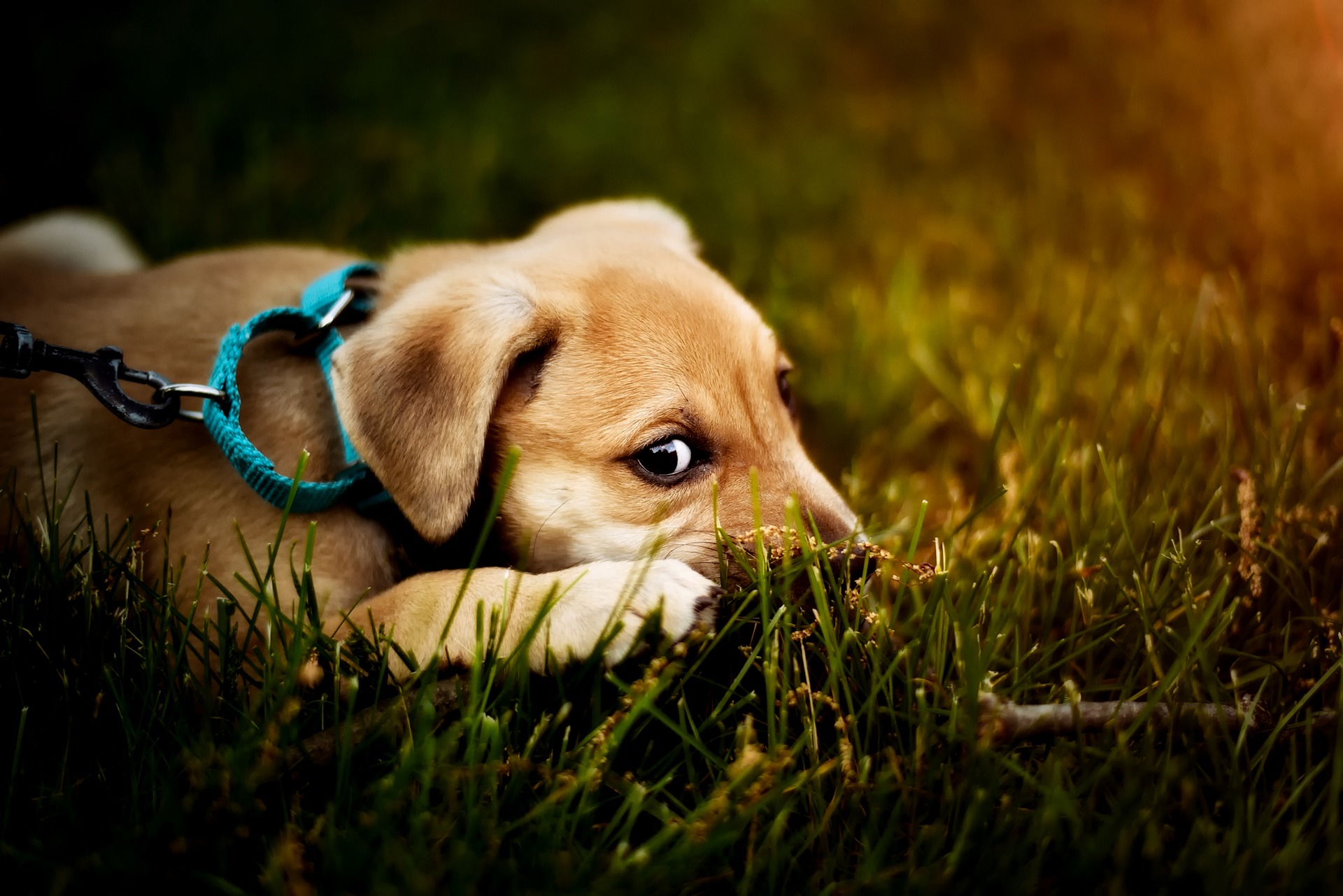 Opkastning hos en hund bør altid være et signal til en nærmere observation af hundens adfærd og sundhed. Hos hvalpe og ældre hunde er et øjeblikkeligt besøg hos dyrlægen nødvendigt.