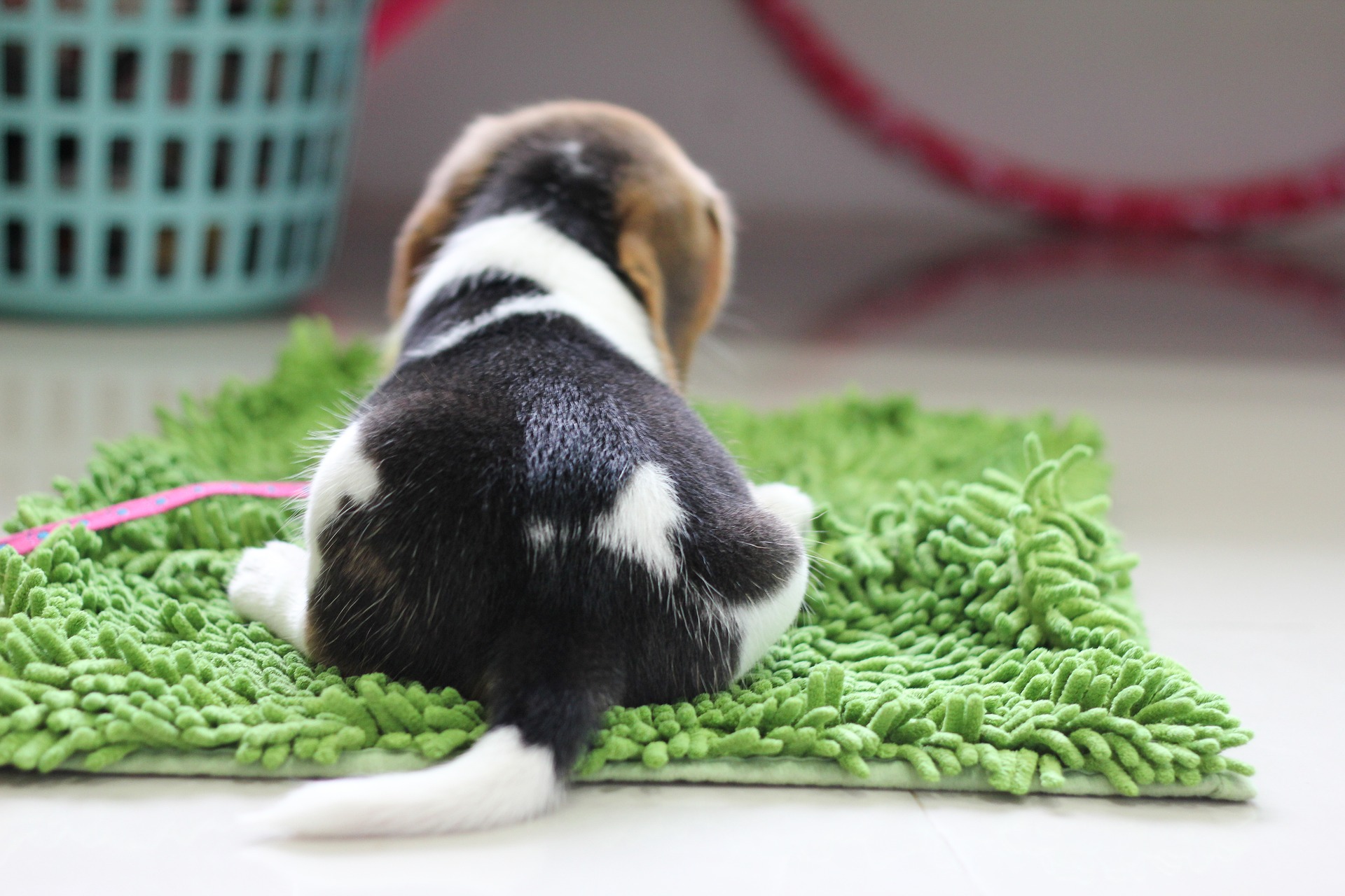 Et ideelt legetøj til Beagle-hunde ville være en snusemåtte og alle former for snuslespil.
