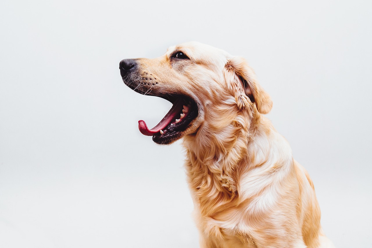 Den gyldne kiks gaber. Goldens ønsker at blive beriget med mange attraktioner.