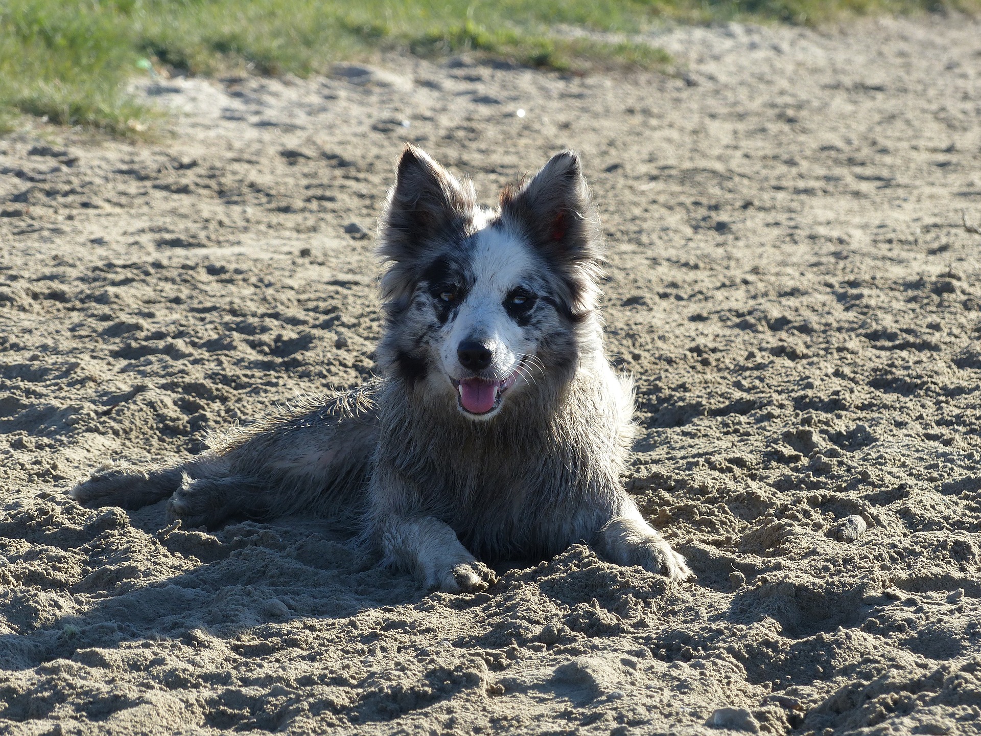 Hudsygdomme hos hunde er relativt almindelige, de fleste kan helbredes relativt hurtigt ved tidlig diagnose, men nogle kræver langvarig behandling og kan uden terapi føre til varige sundhedsskader hos hunden.