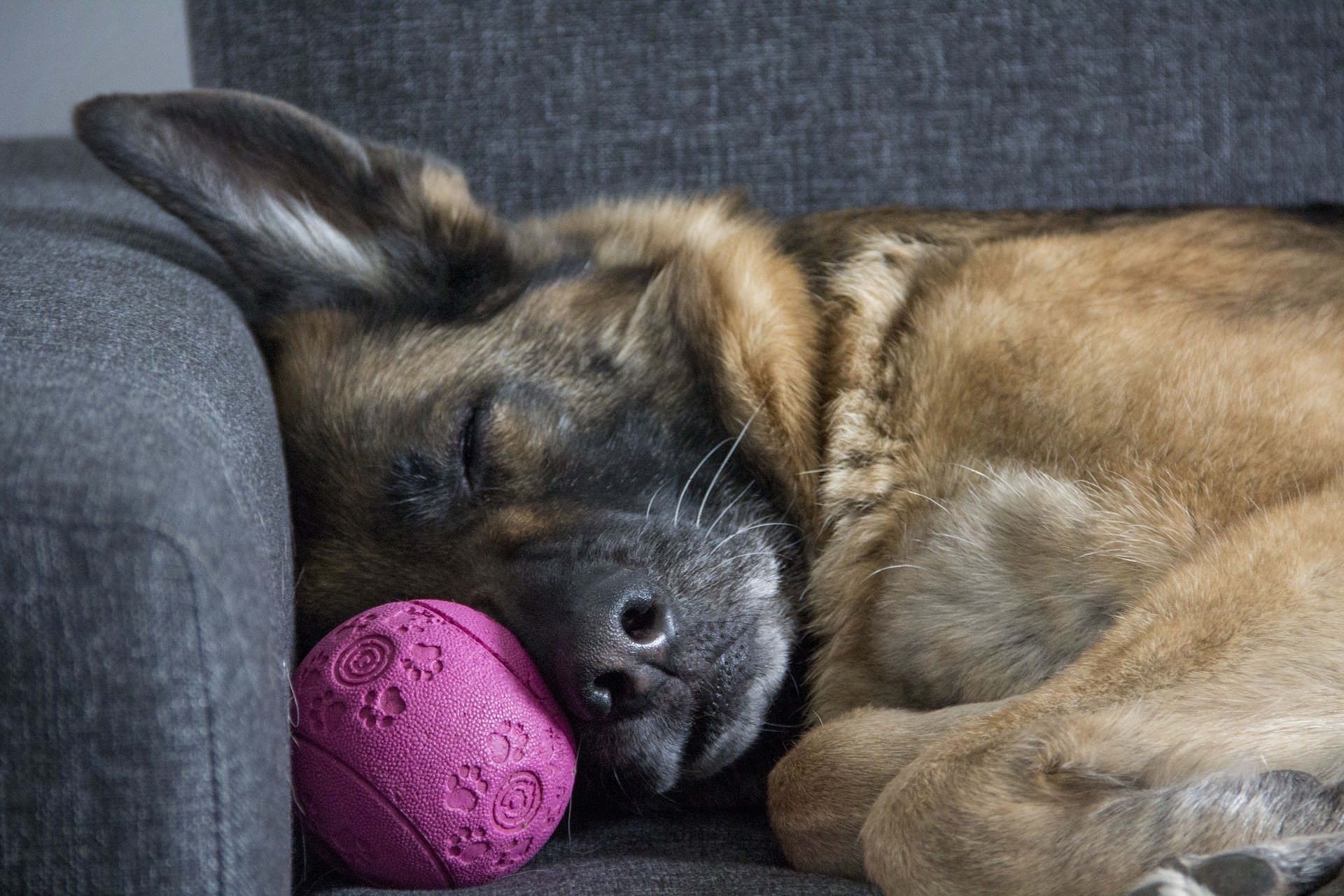 Tysk Schäferhund er en meget populær hunderace, der elsker at bevæge sig udendørs. De er sociale og loyale.