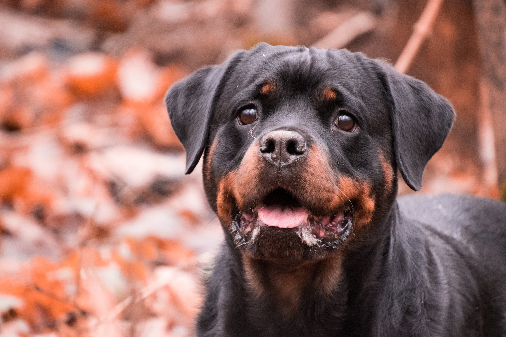Rottweilere har en disposition for ledsygdomme, især for leds dysplasi. Det er ikke forudsigeligt, hvornår sygdommen bryder ud, men man kan forsøge at forebygge den gennem passende ernæring og meget motion.