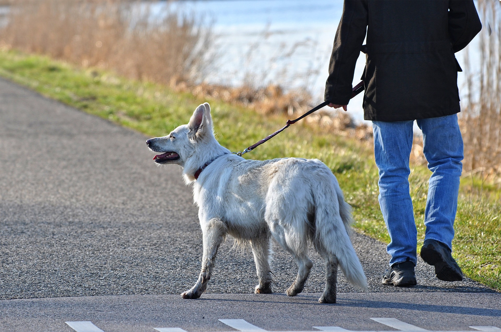 En af årsagerne til en hunds opkastning efter en gåtur er indtagelse af ting, som den finder på gaden eller i græsset. Du må ikke lade din hund opføre sig sådan. Korrekt træning og, som en sidste udvej, en mundkurv hjælper med at minimere sådanne situationer.