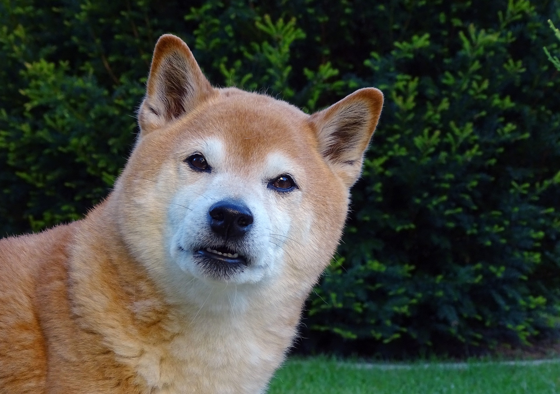 Shiba inu er hunde med en udtalt jagtinstinkt. De egner sig ikke til hjem, hvor der allerede bor andre, mindre dyr - de kunne blive til potentiel Shiba-byttedyr.