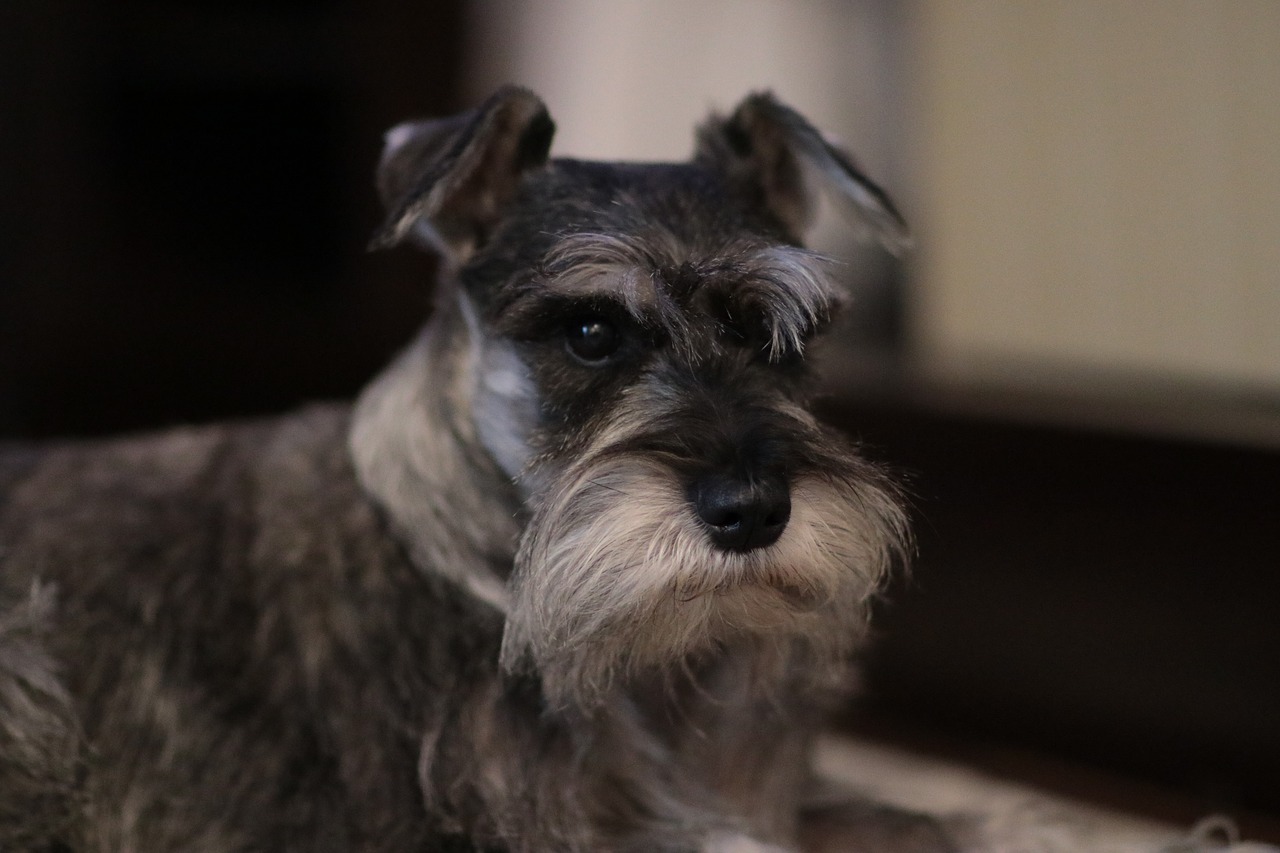 En barberet voksen schnauzer med salt- og peberfarve. Karakteristisk for schnauzere er en spids skæg og lange øjenbryn.