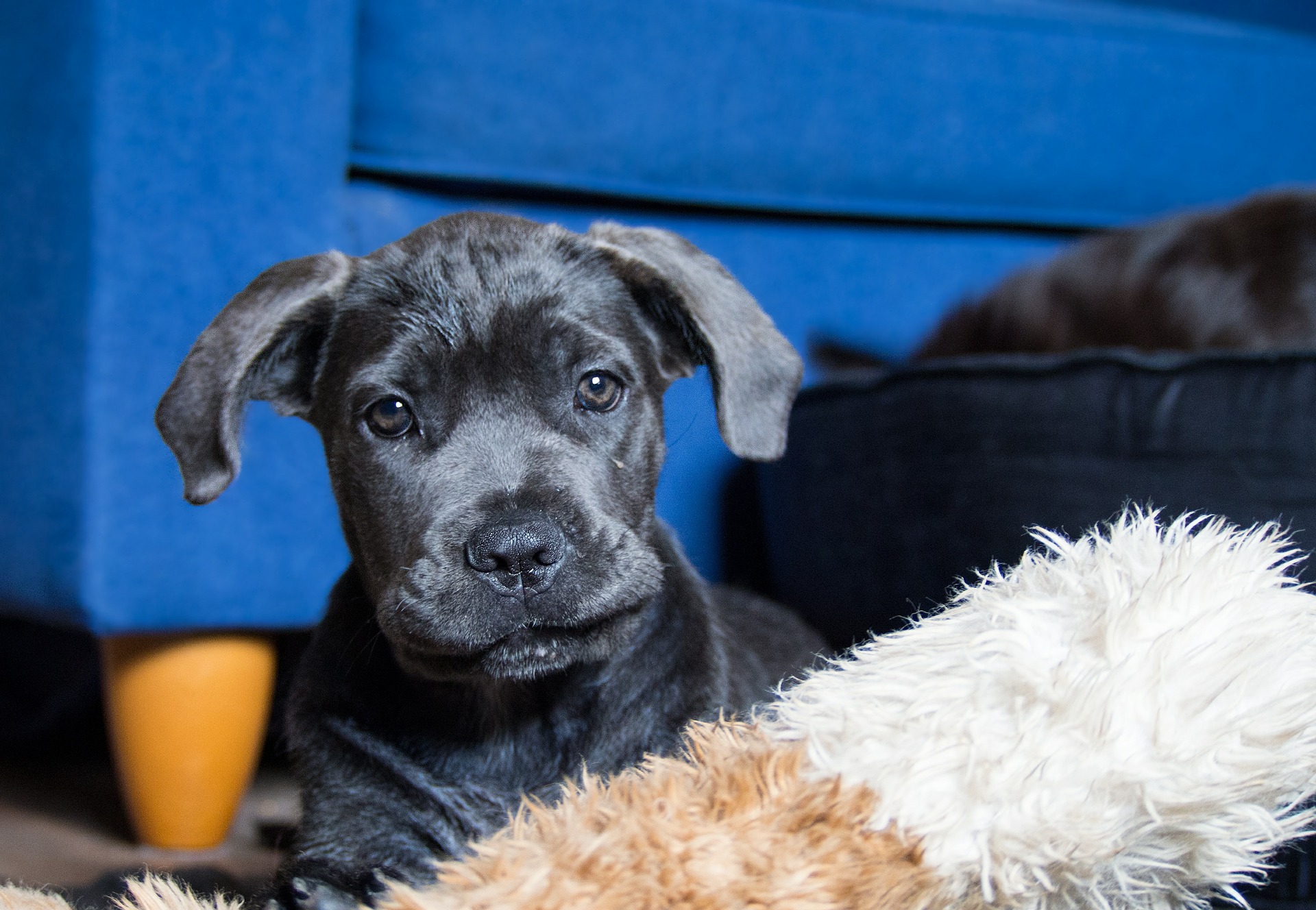 Cane Corso anbefales til familier, der bor i huse med have. Disse hunde elsker udendørs aktiviteter og løb.
