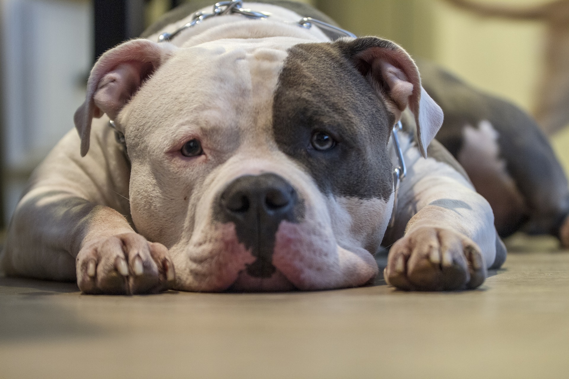 Meget muskuløse hunde - American Bully kan se skræmmende ud, men de er blide og venlige. Det skal dog ikke glemmes, at de har brug for meget motion og endnu mere mad.