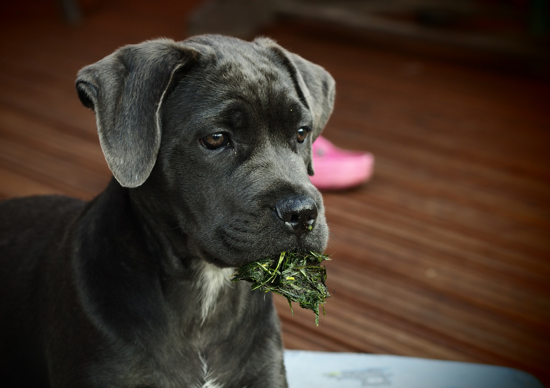 Cane Corso er en meget blid hund trods sin store kropsstørrelse og er knyttet til en vogter. Det tager dog noget tid at stole på mennesker.