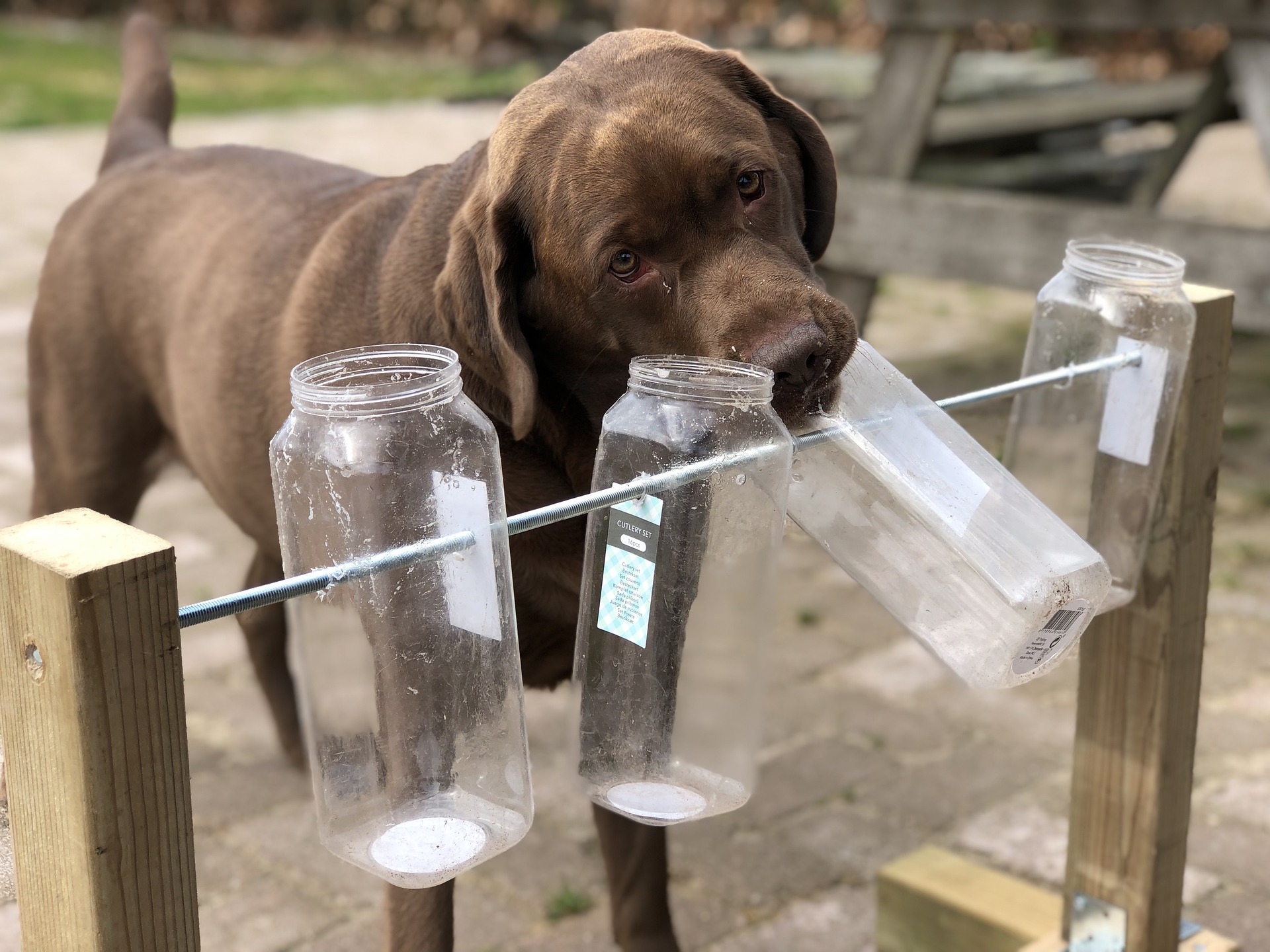 Hundespil bør udvikle din hund fysisk og intellektuelt. Legetøj til godbidder eller at gemme hundegodbidder i hjørnerne af hjemmet er en fantastisk løsning.