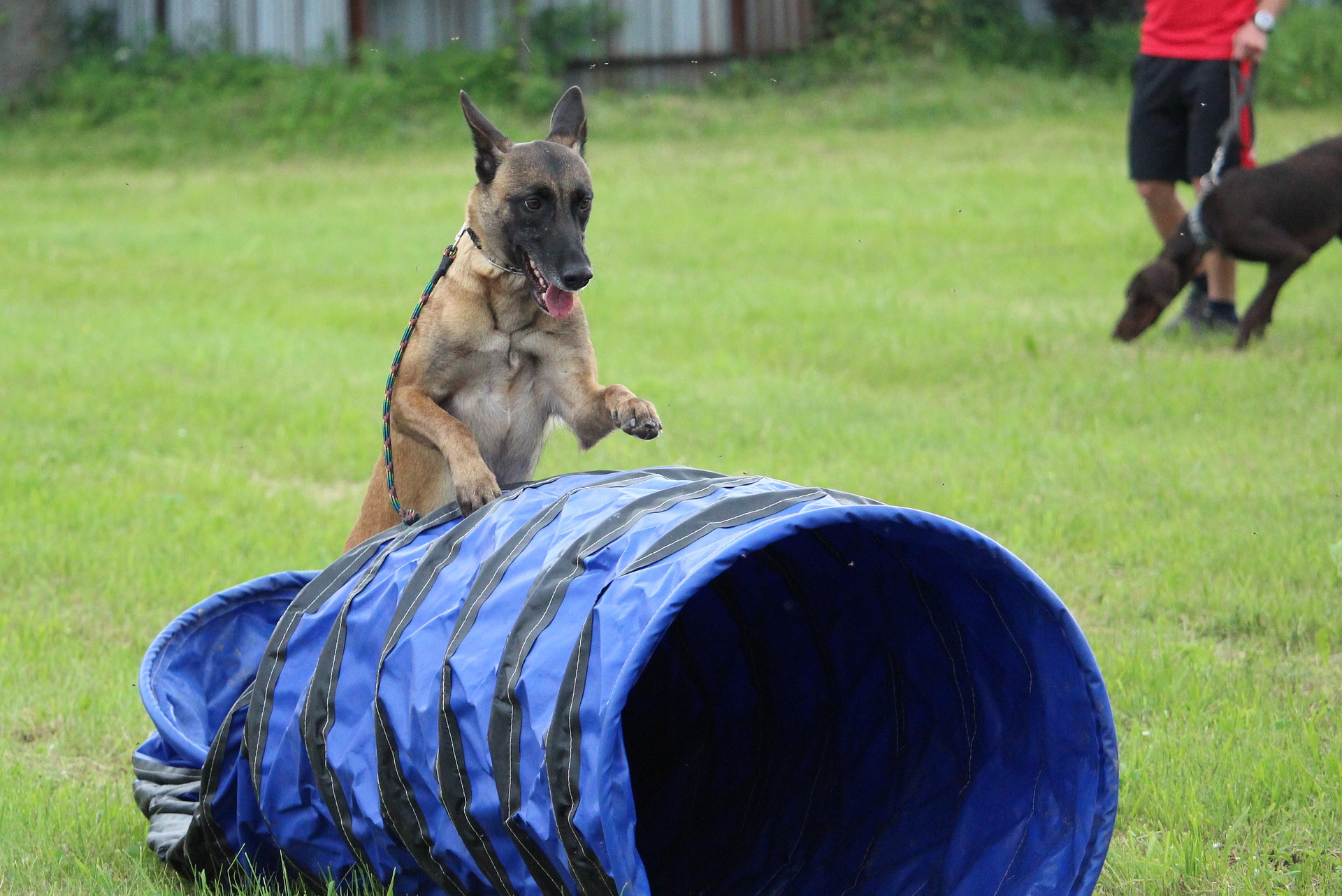 Hunde, der opnår et højt fitnessniveau på legepladser og kan håndtere forhindringer godt, kan være gode kandidater til agility-konkurrencer.