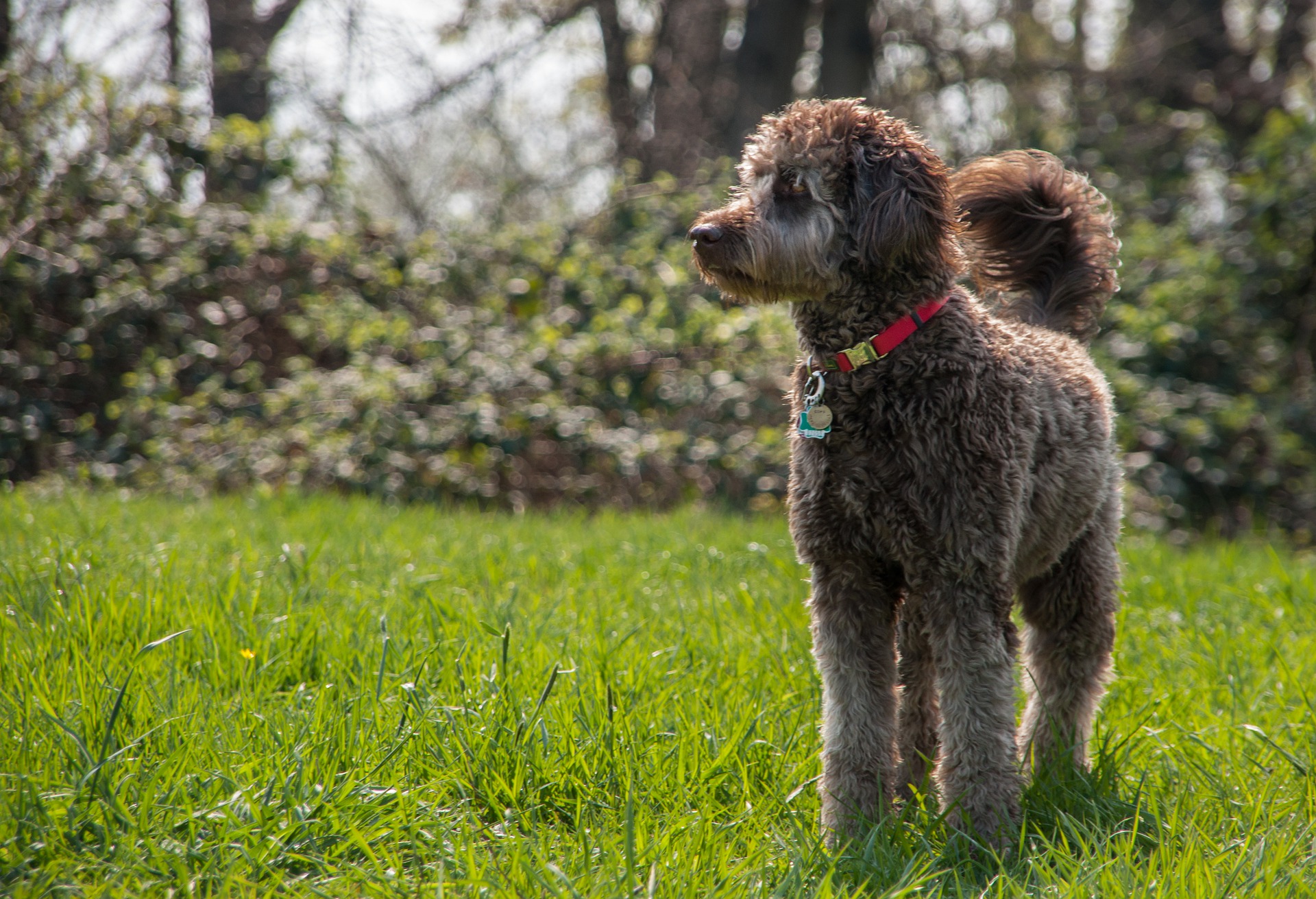 Labradoodle er resultatet af en krydsning mellem en Pudel og en Labrador. Generne kan stamme fra både Pudlen og Labradoren, hvilket fører til en stor variation i farver, pelsformer og karakterer.