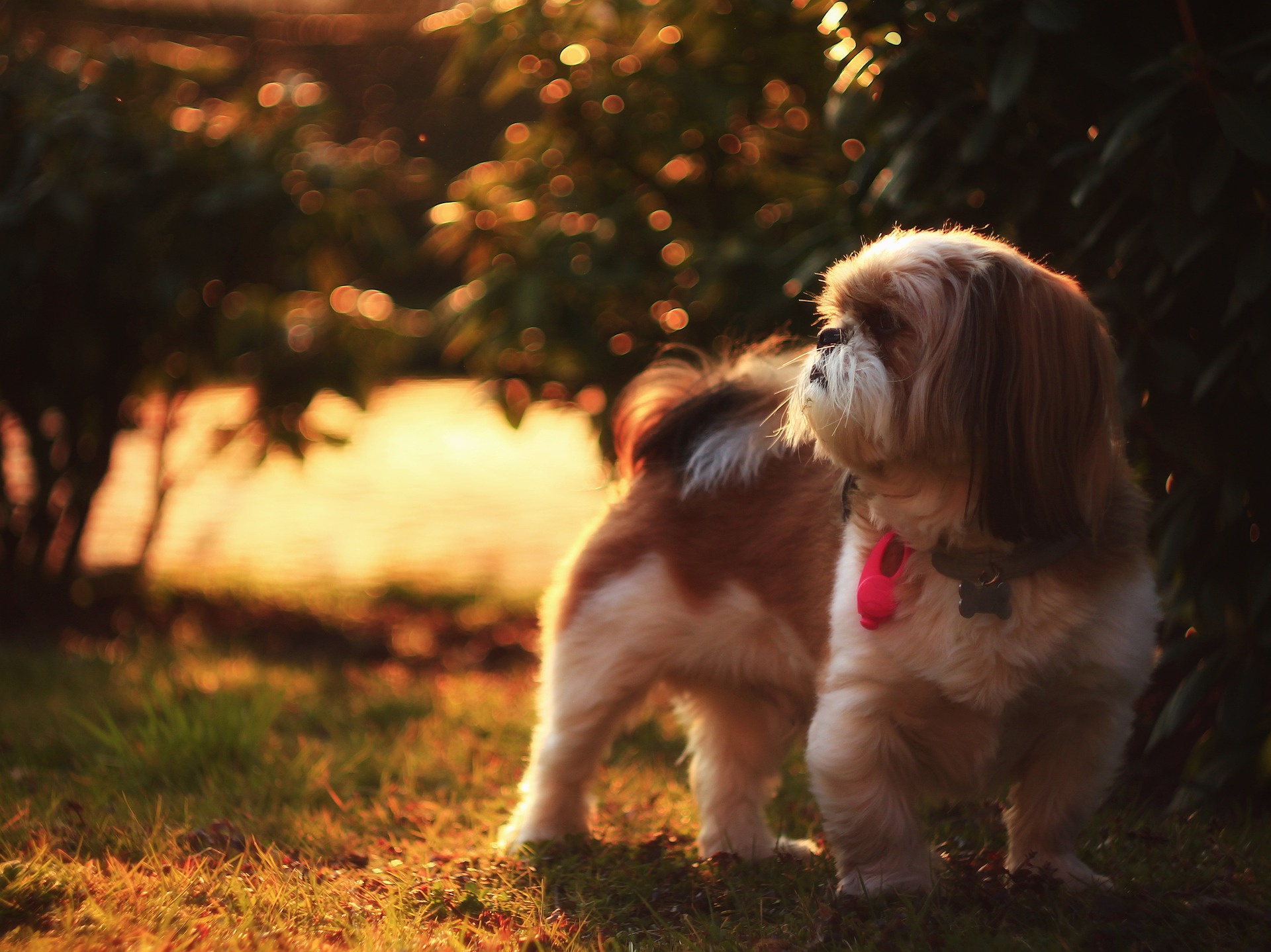 Shih Tzu er venlige. De trives i selskab med mennesker. De nyder kontakten med børn. De har en positiv indstilling til andre dyr.