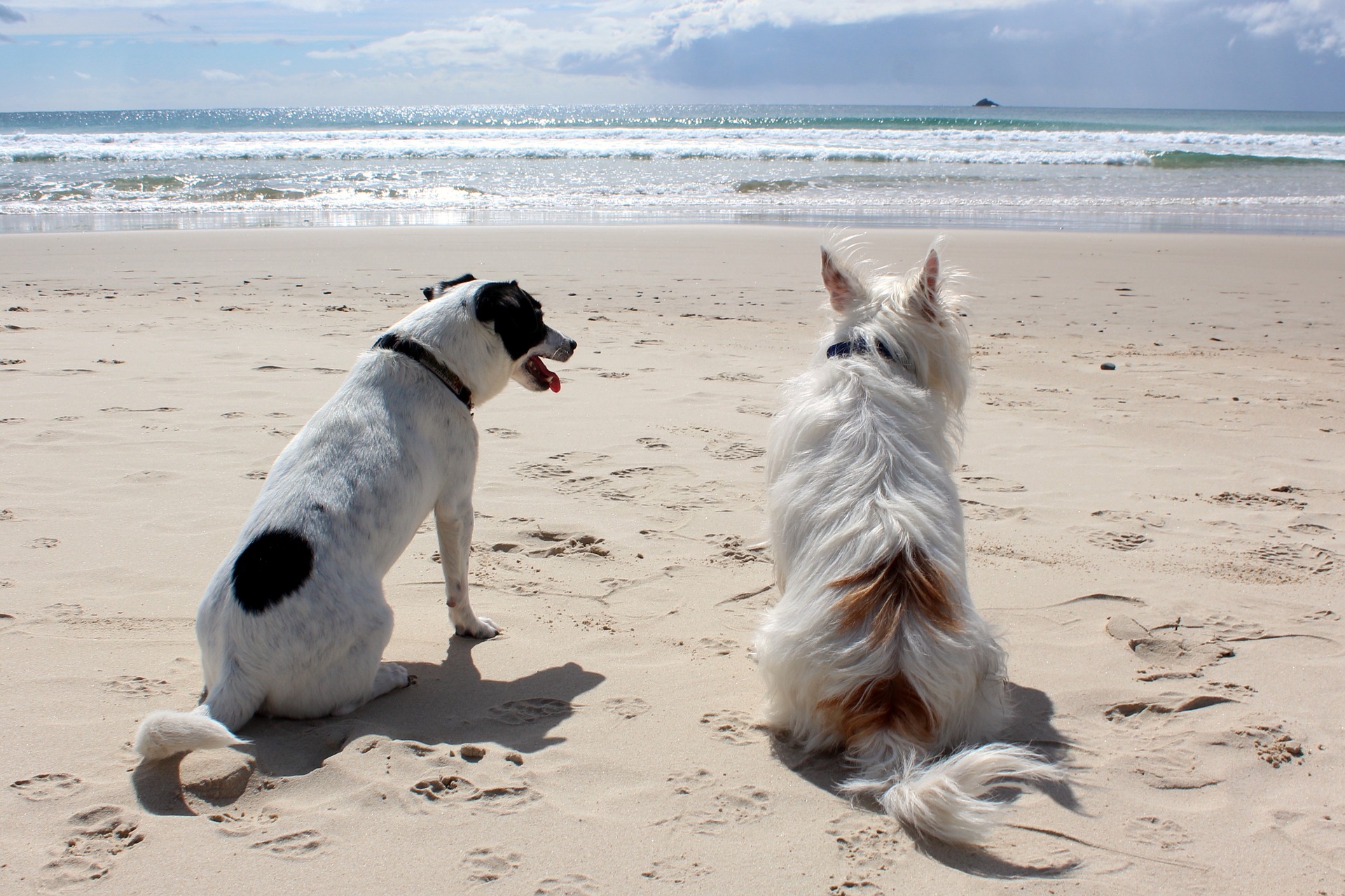 Vær særlig forsigtig, når du er på stranden med din hund, hav altid en snor og en fysiologisk snude. Vær opmærksom på andre campister og lad ikke din hund lege eller træde tæt på dem.