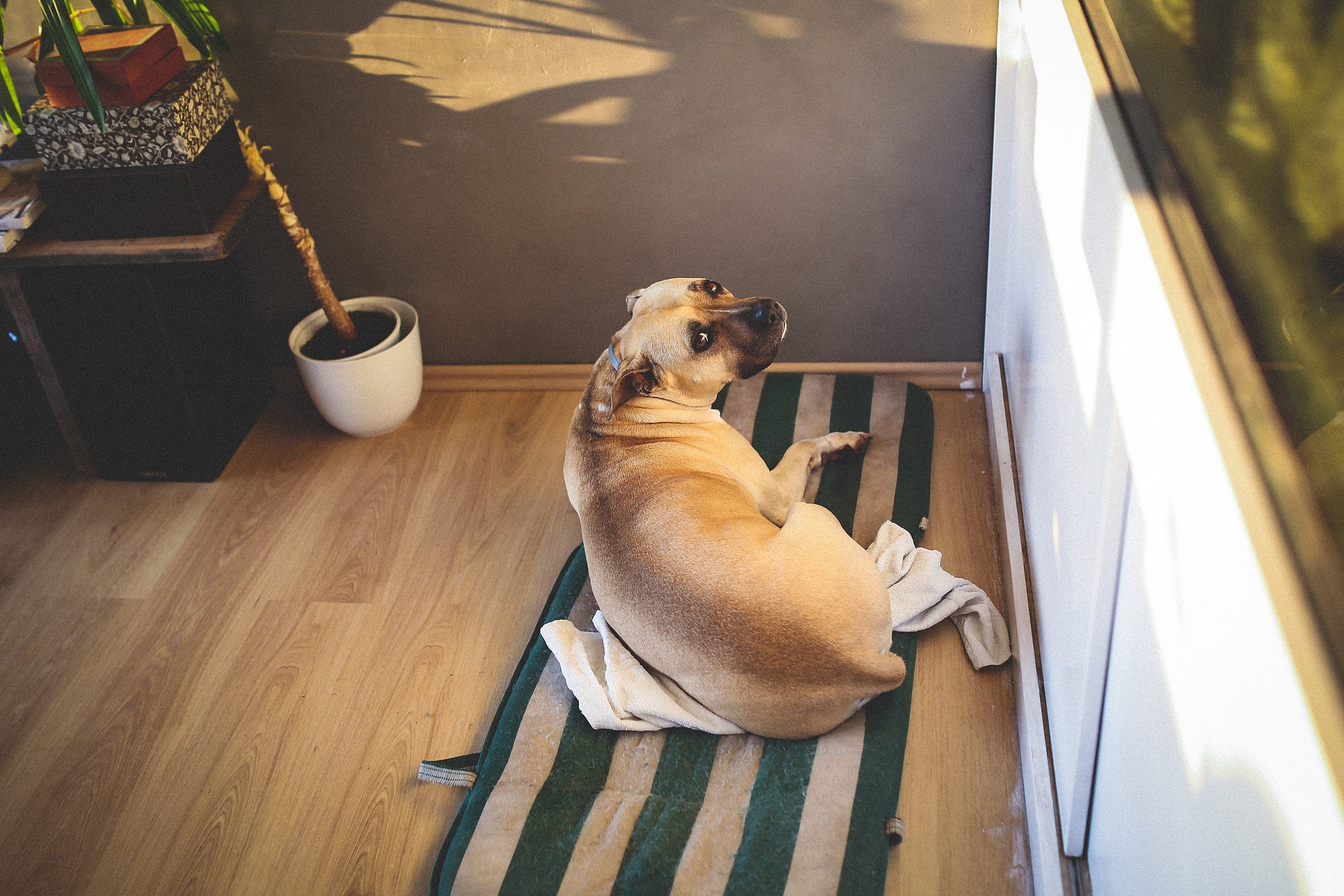 Den dovne hund ligger på tæppet.