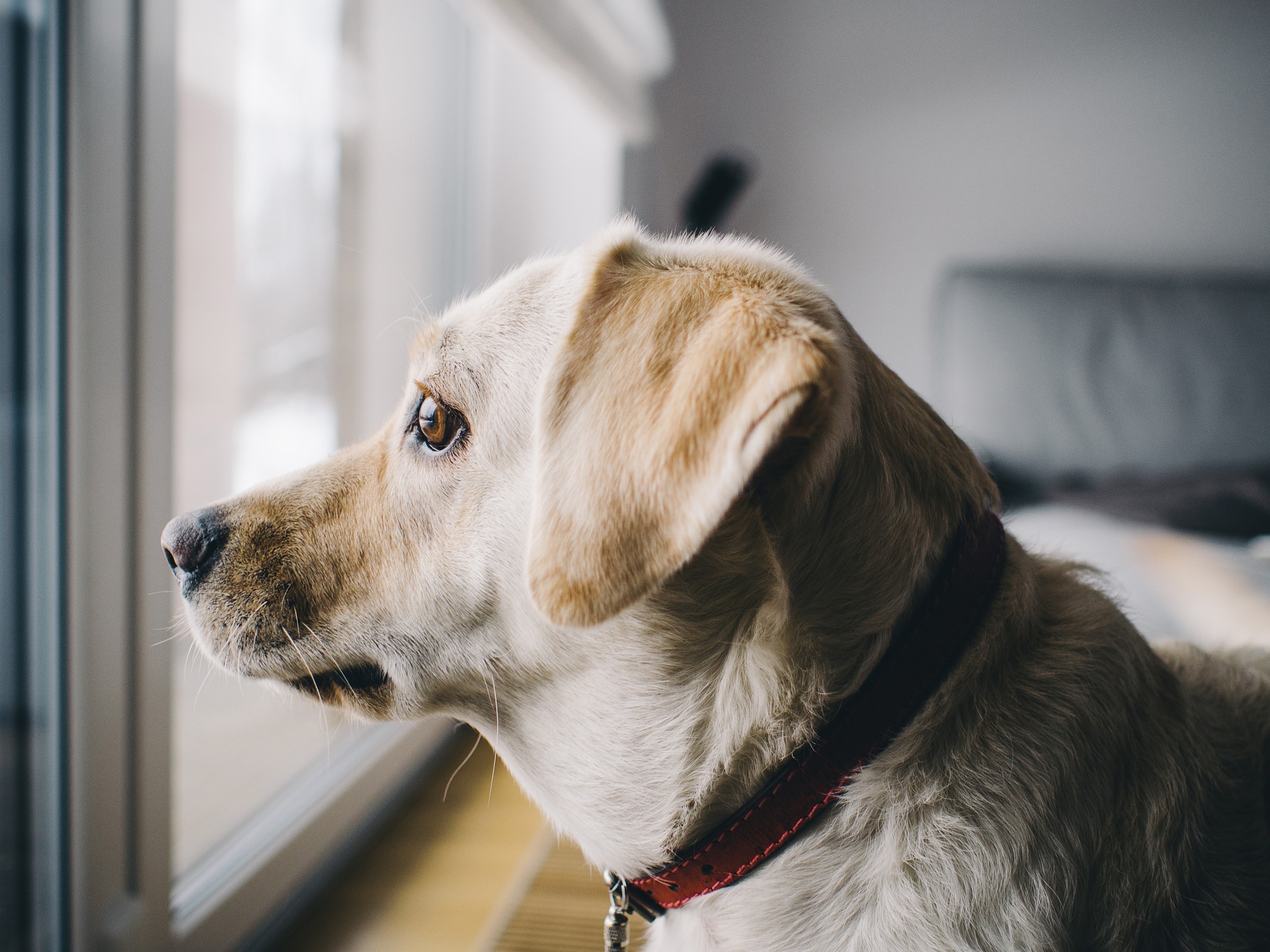 Separationsangst opstår hos hunde oftest, når de når puberteten. Det er nødvendigt at lære din hund at være alene hjemme fra hvalpealderen.