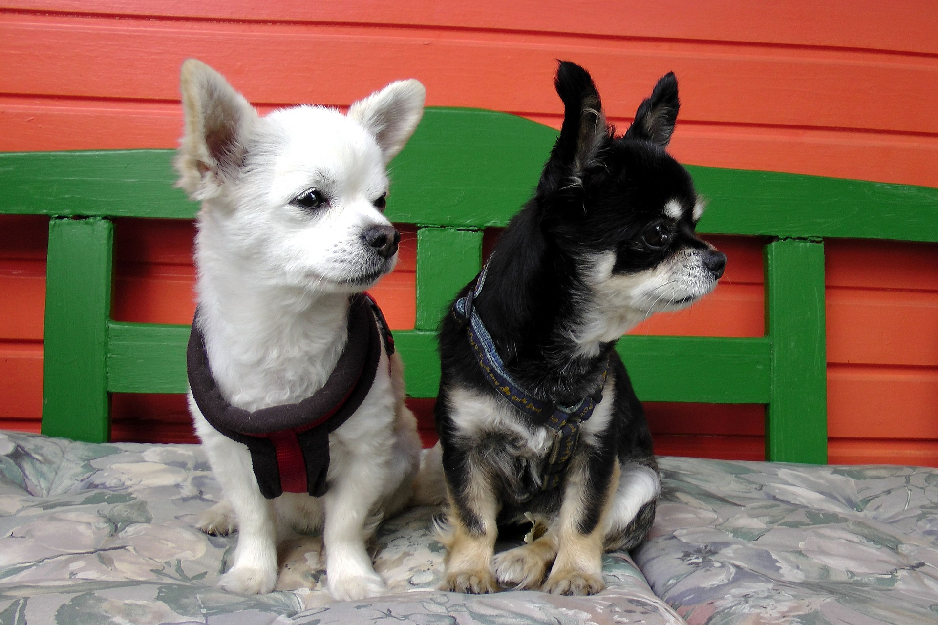 På trods af sin lille størrelse og sit søde udseende må man ikke glemme, at Chihuahua er en hund og har de samme behov som sine større brødre. Chihuahua er ikke et legetøj.