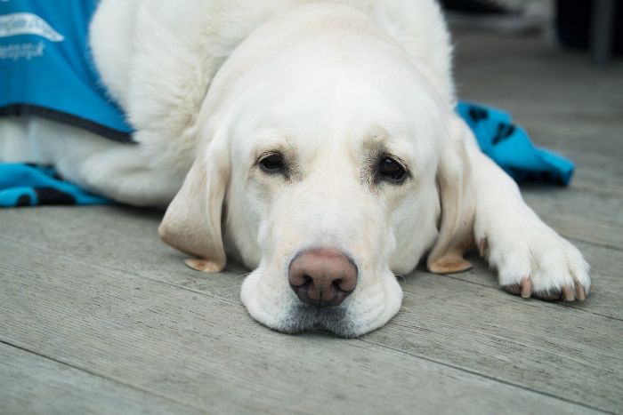 Syg hund på måtten