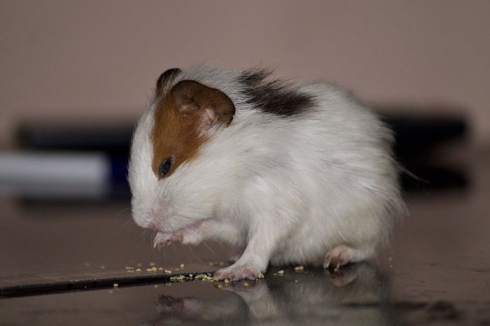 Hamster spiser korn.