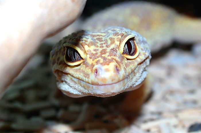 Geckos ansigt udtrykker altid et smil.