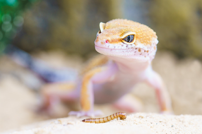 Gecko jager larven.