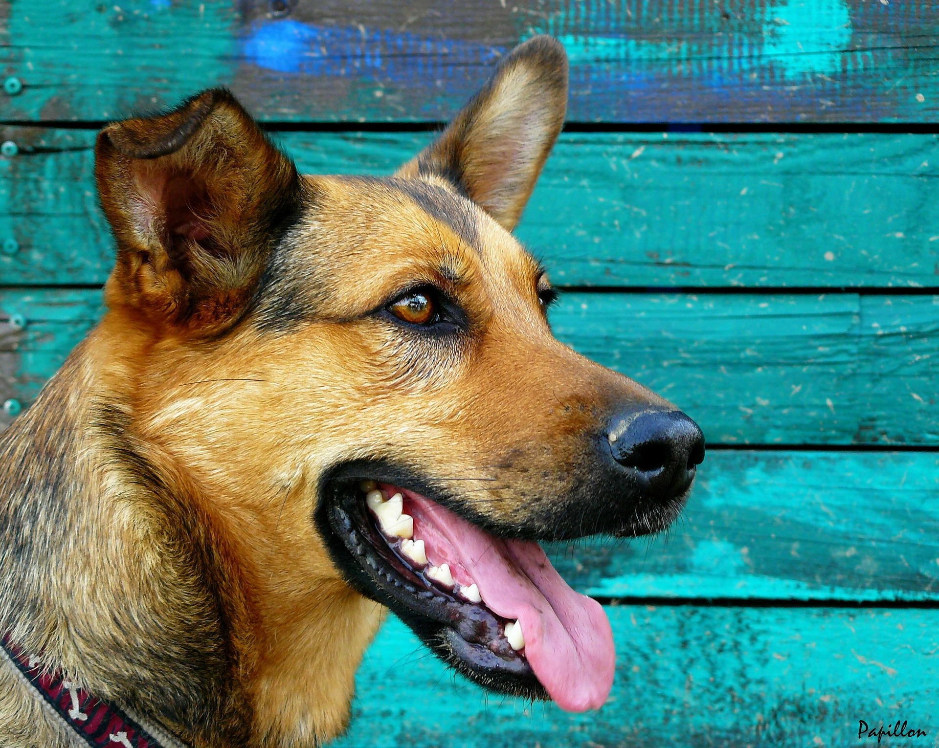 Ubehandlede tænder kan hurtigt blive dækket af tandsten hos hunde. Hvis det forbliver ubehandlet, forårsager det ubehag, smerte, dårlig ånde og gør det svært for hunden at spise.