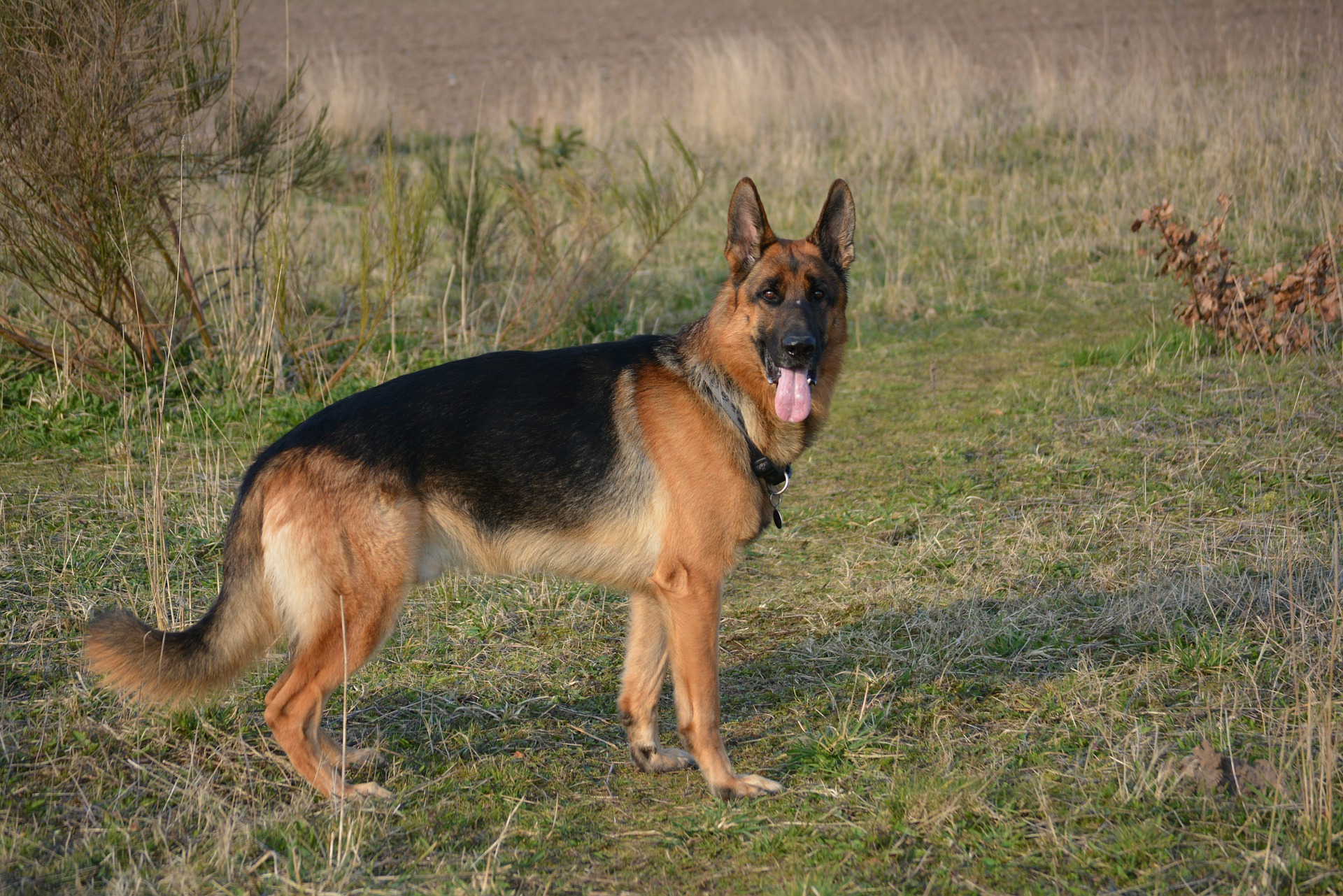 Pelsen på Tysk Schäferhund består af hår og dunhår. Den store mængde underuld kræver en del arbejde fra plejerens side. Efter badning af hunden er det bedst at bruge en kraftfuld hårtørrer eller en hundetørrer for at blæse døde hår ud af pelsen og efterlade en perfekt pels.