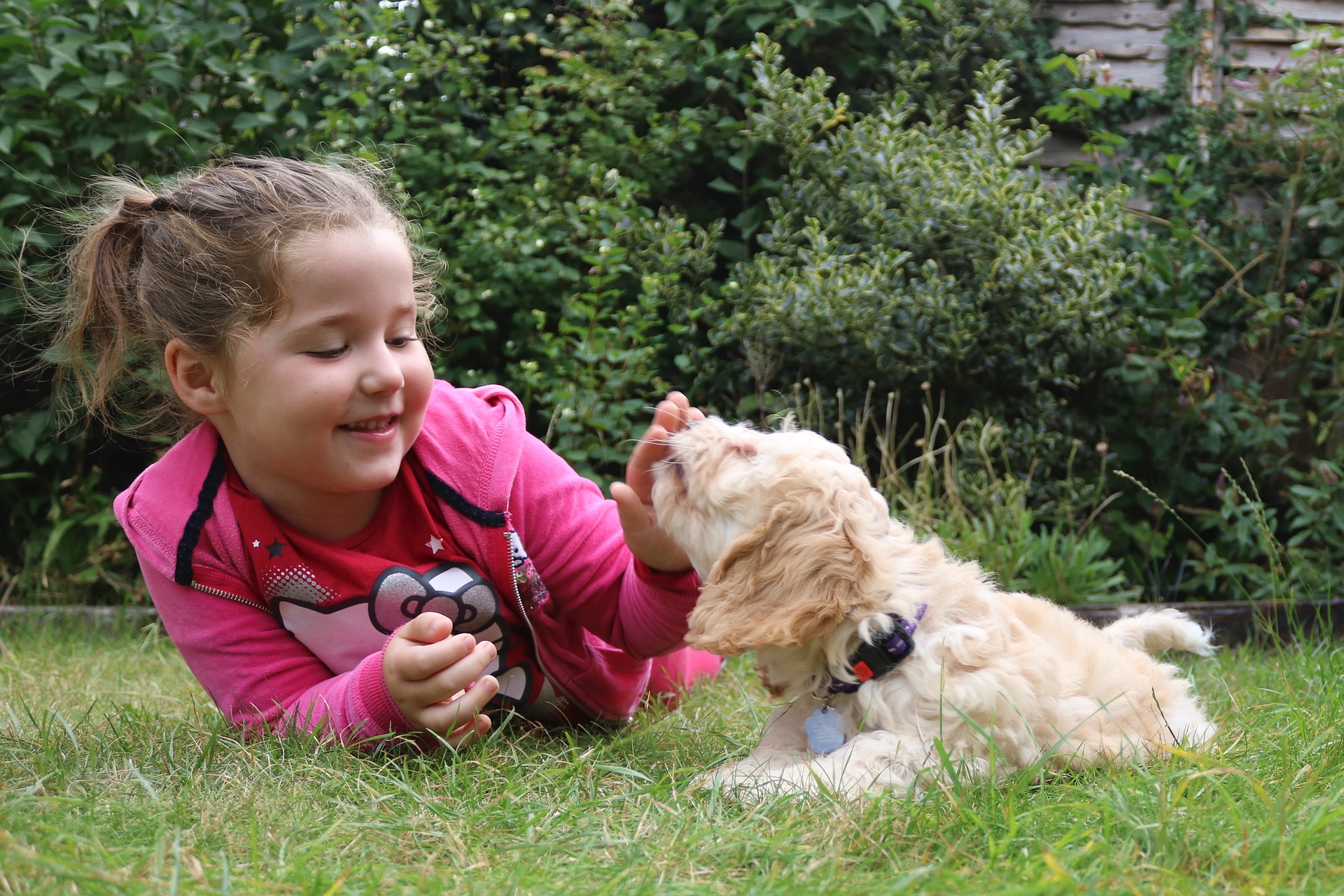 Cockapoos er meget familieorienterede hunde, der elsker at lege og blive klappet.