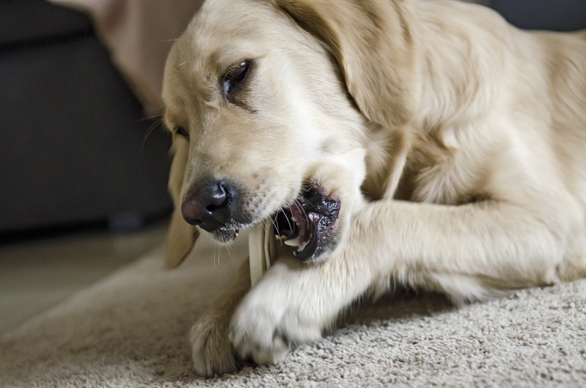 For at forhindre dannelse af tandsten hos hunde skal de regelmæssigt børstes og have en god kost. Naturlige tyggeartikler til hunde er nyttige.