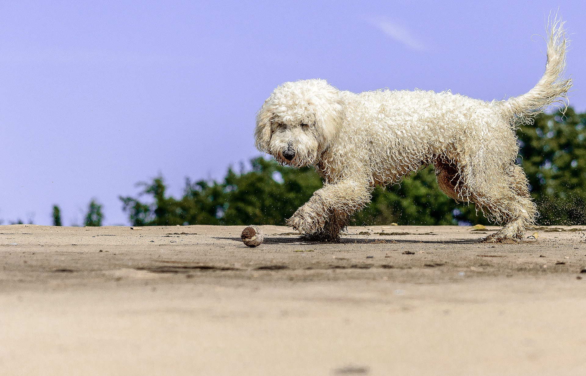 Goldendoodle har sin oprindelse i 1969 og er kendt i Australien og USA