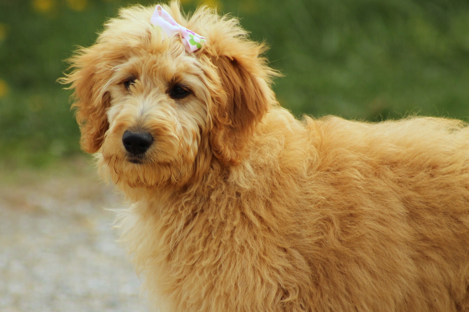 Goldendoodle er en hund, der er resultatet af krydsningen mellem en Golden Retriever og en Pudel. En sådan krydsning anerkendes ikke af International Kennel Federation.