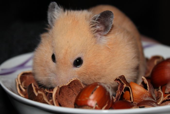 Kost til en syrisk hamster bør være baseret på specialfoder. Det er en blanding af korn, urter, grøntsager og frugter.