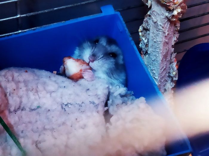 Hamster spiser frugt i et bur.