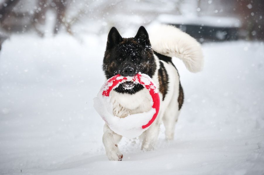 Akita leger i sneen.