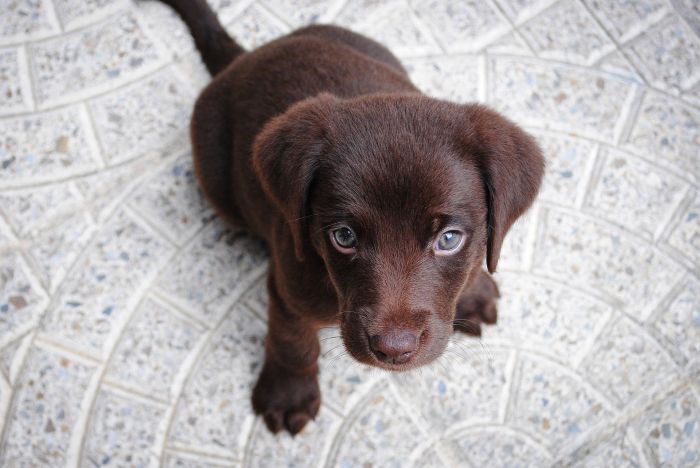 Labrador hvalp