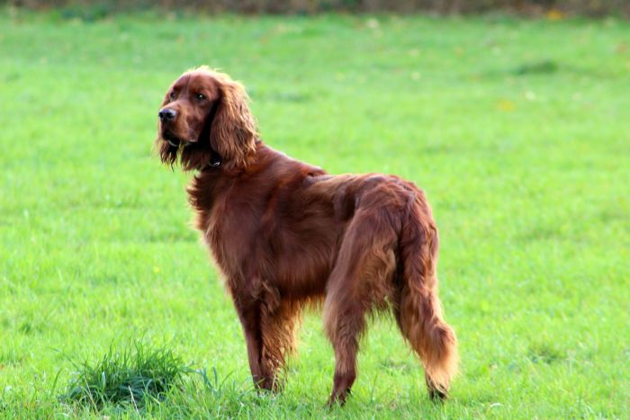 Irish Setter er en slank og atletisk hund, der tilhører de store racer.