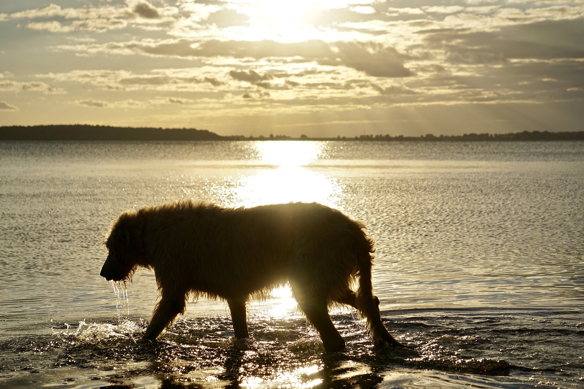 Ulvehunden er en rolig og afbalanceret hund, der gerne løber og leger med sin ejer.