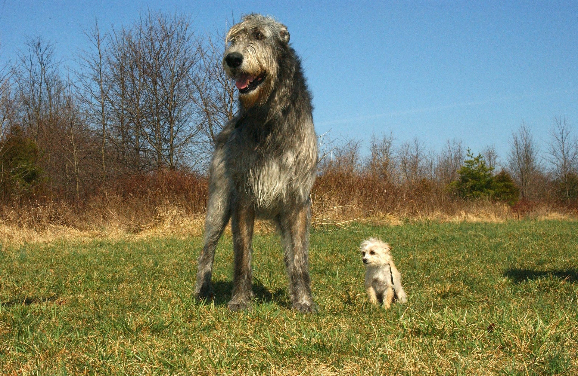 Den irske ulvehund er den største blandt hundene. Hans minimale skulderhøjde er 79 cm, og der er ingen øvre grænse.