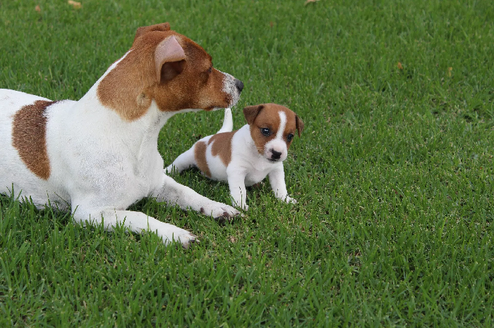 Jack Russell Terrier med en hvalp.