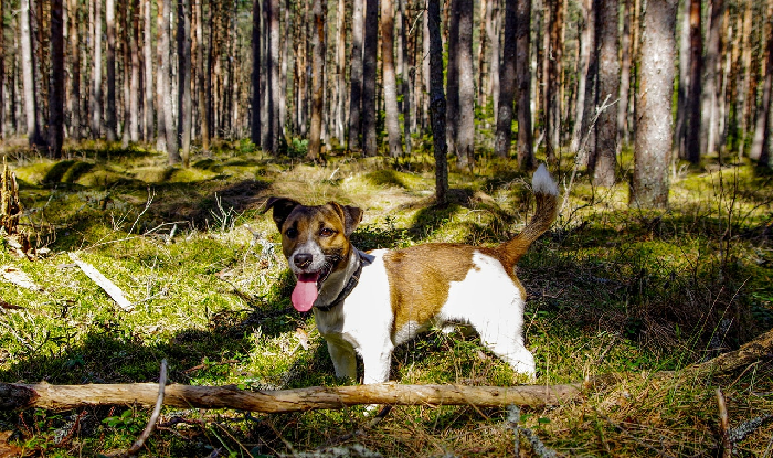 Jack Russell Terrier i skoven.