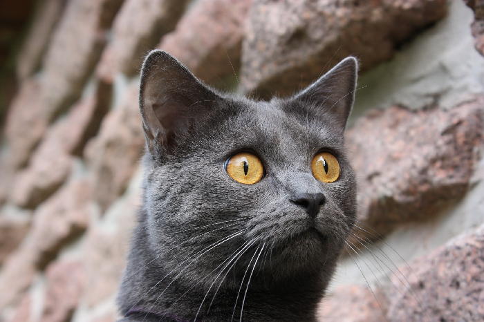 Kartæuserkat med gule øjne.