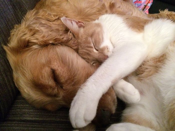 Hund og kat krammer hinanden.